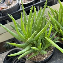 [올식스] 미니알로에 다육식물 플랜테리어 반려식물 공기정화식물 개업화분