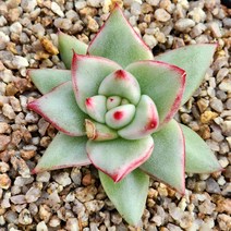 다육식물(마리아금), 1개