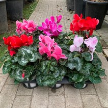 꽃파는농부 - 화려한 색감의 예쁜 꽃을 겨울철 실내에서 볼 수있는 시클라멘, 단품(색상 랜덤발송)