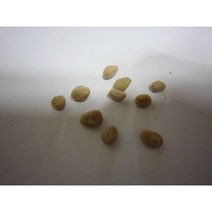 산딸나무씨앗25g(500립)
