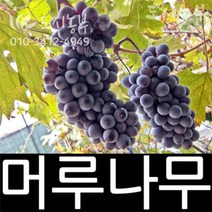 개량머루/머루/묘목/삽목/3년/1주/도시농부