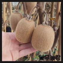(나무농장) 키위나무(솔리시모)(자가수정키위) 접목1년 묘목