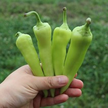 당조고추 생산자 산지직송, 03.당조고추 2kg