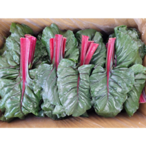 야채왕 적근대 300g 500g 1kg 2kg 1박스, 적근대500g