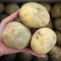 미쁜스토어 포실포실한 2022년 햇 감자 3kg 5kg 10kg 20kg, 1개, 감자 5kg 왕특 (요리용)