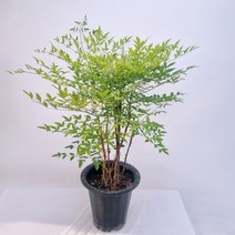 남천 대품 (전체키95cm내외), 1개
