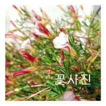 바닐라가든 흰바람개비 사랑초35