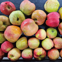 주스용 가공용 조리용 사과 3kg 5kg 10kg ( 반품x ) 가정용 못난이 경북 홍로 사과, 주스,가공,조리용(과수크기랜덤) 10kg, 1개