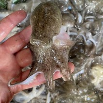 [당일조업] 국내산 활쭈꾸미 생물 서해안 쭈꾸미 봄쭈꾸미 1kg 알배기 알쭈꾸미, 활쭈꾸미 5kg