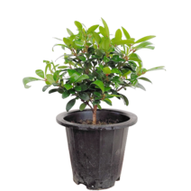 미스터플랜트 목향 작은나무