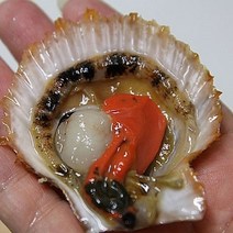 벌교꼬막 새꼬막 피꼬막 당일발송, 1개, 홍가리비1kg(30미내외)