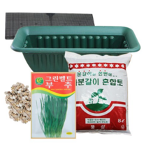 행복한세상 텃밭가꾸기 중 부추, 3개