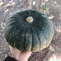 미소진 단호박 (특품) 2kg 4kg 10kg, 1box