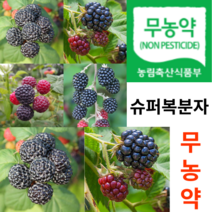 [농장직송] 슈퍼복분자 무농약 햇 생 냉동 토종 복분자 3kg 5Kg 10kg, 무농약 10kg, 1개