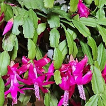 [꽃모종]게발선인장-핑크 : 10cm분/ 2개 KC882