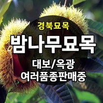 [경북농원] 밤나무묘목(옥광밤/대보밤/삼조생밤/포르단/황율밤) 접목묘, 대보밤 접목   중묘
