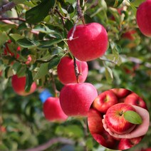 산지직송 명품 청송 꿀사과 청송사과 설선물세트 과일 선물용 가정용 못난이 사과 중과 대과 특대과 부사 홍로 명절 선물 설 구정 추석 선물 세트 5kg 박스, 02.가정용소과5Kg