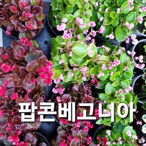 팝콘베고니아12센티, 빨강