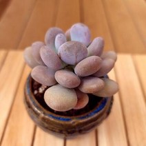 월미인 키우기 쉬운 실내 다육식물 화분별도1-30랜덤