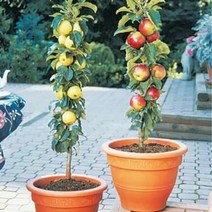 신품종 미니 기둥사과, 01. 파이어 댄스 - 접목1년특묘