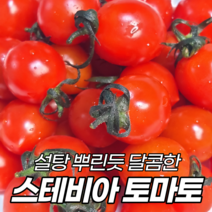 초고당도 스테비아 토마토 완숙 토망고 방울 단마토 설탕토마토 망고토마토 샤인마토, 02 스테비아 방울토마토 1kg (500g x 2팩)