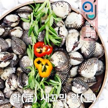 살아있는 활 새꼬막 1kg (생물 냉장 벌교꼬막 순천만 제철꼬막 양념꼬막 꼬막찜 꼬막전), 선택03.1kg 왕 약 68미 내외