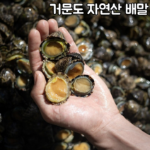 귀한 해산물 배말 500g/따개비 삿갓조개