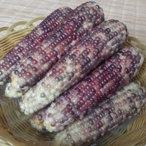 강원도 정선 냉동 흑찰옥수수 12개 미흑찰옥수수 찐 삶은 냉동옥수수 옥수수, 1박스, 냉동 흑찰옥수수 특 (17cm내외) 12개