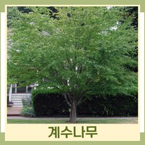 계수나무 묘목 실생1년생 뿌리묘 5개