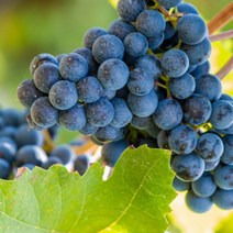 거봉포도나무 1년생 과수 유실수 과일나무묘목 포도묘목, 1개