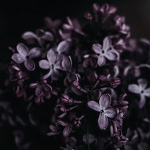 [캔들이케아] 국내산 프래그런스 100ml 오일 97종, 82_J 다크앰버 앤 진저릴리