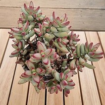 애성 키우기 쉬운 실내 다육 랜덤발송 분별도1-50, 단품