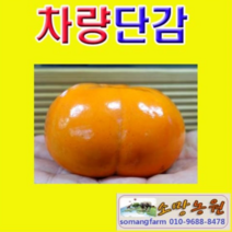 (NY소망)야오끼 개량왕대봉 감나무묘목(접목1년)1그루, 1개