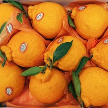 제주산 새콤달콤 한라봉 선물세트 3kg 선물용 가정용, 01_제주산 한라봉 3kg [7-10과]