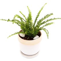 아침향기 공기정화식물 도토리화분 40종, 더피, 도토리 그레이