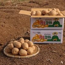 [감자청년] 2023년 햇감자 두백감자 왕왕/ 왕/ 특/ 상사이즈 20kg 10kg 5kg 3kg, 3kg 상, 1박스