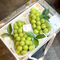 [샤인머스캣 세트] 부산 샤인머스캣 선물 과일바구니 추천