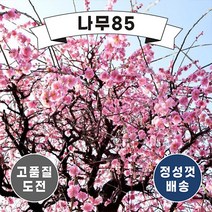 (나무85) 수양홍매화 수양백매화 접목1년, 2. 수양백매화 접목1년