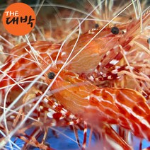 더대박 활 독도꽃새우 500g 1kg 독도새우 회, 1팩, 독도꽃새우 1kg