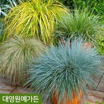 사초류 상록사초 무늬사초 그라스 다년초 야생화, 01 .상록사초(백록담) 7치포트, 1개