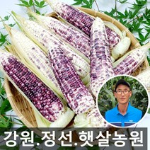 햇살농원 무농약 강원 정선 생 흑찰옥수수, 20개, 햇살농원 정선 흑찰옥수수