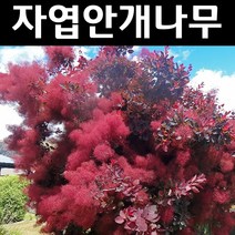 자엽안개/로얄퍼플 실생1년 뿌리묘 나무 묘목 5개/정원/공원/조경수