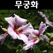무궁화 실생3년(뿌리) 5개/나무 묘목/활엽수/정원용