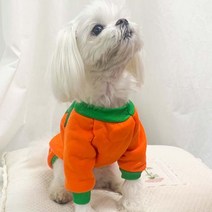 펫 할로윈 펌프킨 의상, 보험 가입