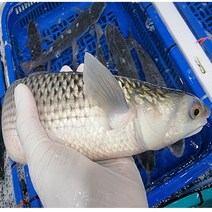 유튜브 수아아빠 가숭어 밀치회 1KG 필렛, 전처리(내장/비늘/피 제거), 서더리+워터에이징, 1개