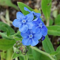 [꽃씨]알프스 물망초-베이비 블루 10립