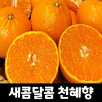 [맛없으면100%환불] 헌터스 초특가 특1등 제주 고당도 명품 천혜향 3kg