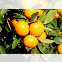 귤 나무 미니향 접목 2년 묘목 1개 화분 포트