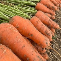 올바이썬 산지직송 든든한 국내산 흙당근 2kg 3kg 5kg 10kg 햇당근 주스용 carrot, 1개, 신선 흙당근 10kg (중)