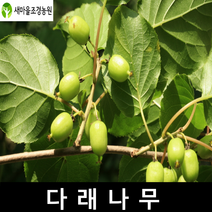 다래나무 다래나무묘목 일세다래나무묘목 덩쿨식물 과일나무, 1개